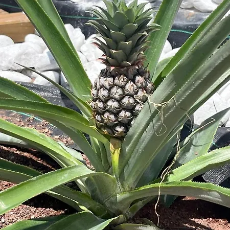 The Yumbo Pearl Вилла